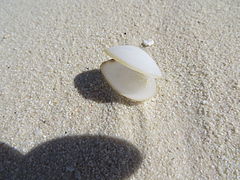Un bivalve non identifié échoué sur une plage