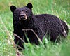 Black bear Yellowstone NP 2008. jpg