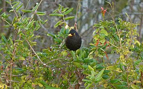 Turdus merula mauritanicus - Marocco, Algeria e Tunisia