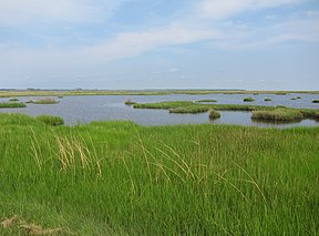 Blackwater National Wildlife Refuge, Panorama