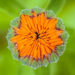 Bouton floral de souci officinal. (définition réelle 3 362 × 3 362)