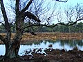 Vennetje in de Boswachterij Ruinen