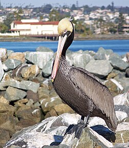 Un pélican brun de Californie, sur l’île Shelter à San Diego en Californie (États-Unis). (définition réelle 1 482 × 2 042)