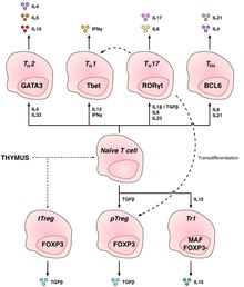 Depiction of the various key subsets of CD4-positive T cells with corresponding associated cytokines and transcription factors. CD4+ T cell subsets.pdf