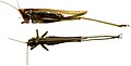 Conocephalus fasciatus