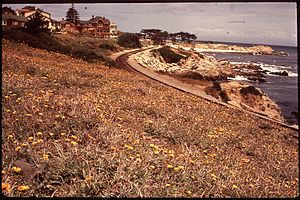 Historical photo of the Southern Pacific Railroad route, near Lovers Point Beach in Pacific Grove, from May 1972, by Dick Rowan for NARA (National Archives and Records Administration). The railroad track has since been replaced with the Monterey Bay Coastal Trail.