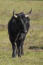 Vignette pour Camargue (race bovine)