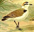 Kentish Plover Charadrius alexandrinus