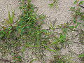 Chenopodium glaucum