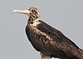 Christmas Island Frigatebird.JPG