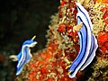 Chromodoris lochi pair in Puerto Galera, the Philippines