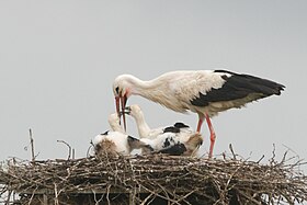 Image illustrative de l’article Domaine des oiseaux