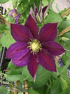 Description de l'image Clematis 'The Vagabond'.jpg.