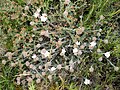 Convolvulus lanuginosus 1. 
 JPG