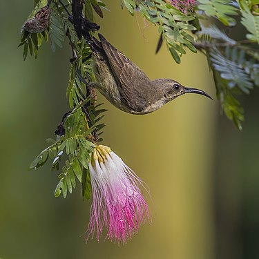 Female copper sunbird at Kakum National Park, created and nominated by Charlesjsharp.