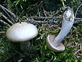 Cortinarius delibutus