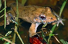 Ракоядна жаба (Fejervarya cancrivora) (14136245104) .jpg