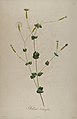 Silene chlorifolia