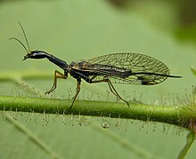 dlouhošíjka znamenaná (Raphidia notata)