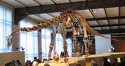 Diplodocus 28-12-2007 15-21-37.jpg