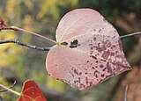 Lá Disanthus cercidifolius