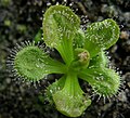 Drosera whittakeri