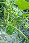 Wild cucumber