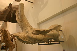 Embolotherium andrewsiin kallo