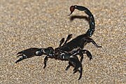 Emperor scorpion