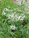 Miniatura para Eryngium