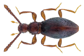 Euconnus oblongus