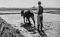 Fanguejar. Torre Luengo, 1952 (País Valencià)