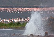 Озеро Богория представляет собой каустический котёл в окружении гейзеров. Здесь проживают более миллиона фламинго