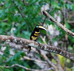 Flickr Many banded aracari.jpg