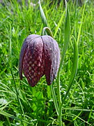 Fritillaria tubiformis Gren. & Godr