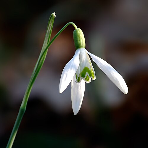 Подснежник (Galanthus nivalis)