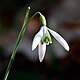 Snowdrop