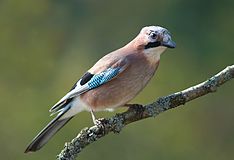 Garrulus glandarius 1 Luc Viatour.jpg