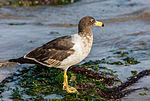 Miniatura para Larus belcheri