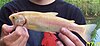 Golden Rainbow Trout Cropped.jpg