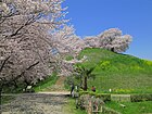 丸墓山古墳と石田堤の桜