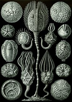 90. Cystoidea ; Callocystis