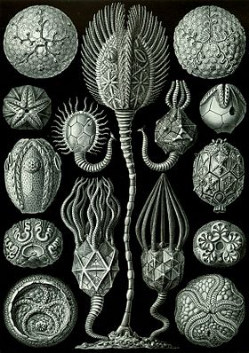 Cystoidea. Grāmatas «Formu skaistums dabā» ilustrācija, 1904