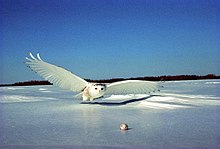 A snowy owl engaging in the "sweep" hunting method. Harfang en vol 1.jpg