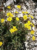 Devaterník šedý (Helianthemum canum)