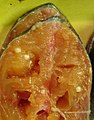 The parasite Henneguya zschokkei in salmon beard