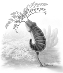 Herpetogaster collinsi reconstruction.png