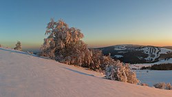 Hexenbuche auf dem Himmeldunkberg (von Jörg Braukmann)