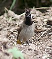 Himalayan Bulbul I IMG 3004.jpg