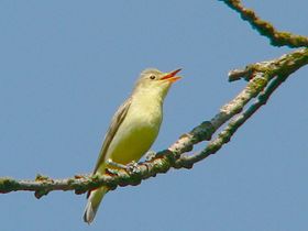 Uma felosa-icterina, no Parque Nacional Biebrza, na Polónia.